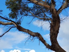 Eucalyptus occidentalis