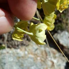 Bupleurum stellatum