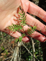 Acacia elata