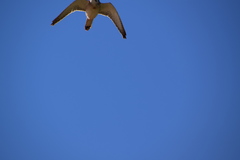 Falco cenchroides cenchroides