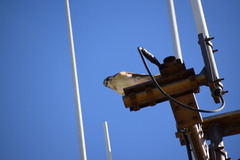 Falco cenchroides cenchroides