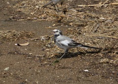 Motacilla alba lugens