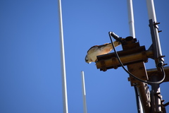 Falco cenchroides cenchroides