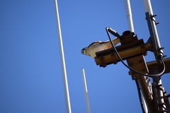 Falco cenchroides cenchroides