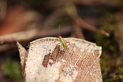 Setocoris