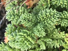 Cotula discolor