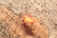 Setocoris
