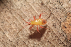 Setocoris