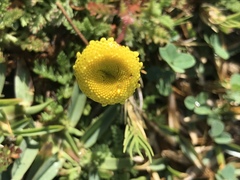 Cotula discolor