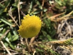 Cotula discolor