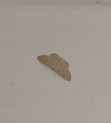 Idaea consanguinaria
