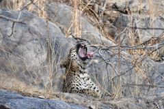 Panthera pardus fusca