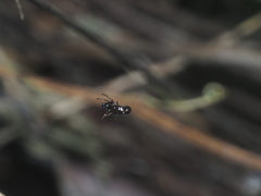 Cyclosa bulla