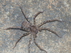 Heteropoda tetrica