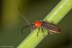 Silis ruficollis