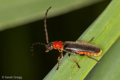 Silis ruficollis