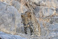 Panthera pardus fusca