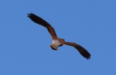 Falco cenchroides cenchroides