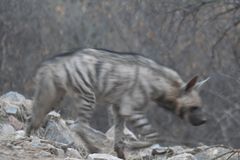 Hyaena hyaena