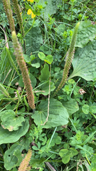 Plantago major
