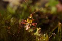 Setocoris