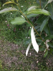 Salix