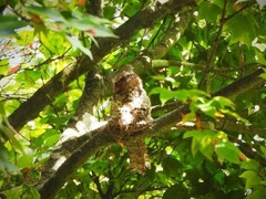 Caprimulgiformes