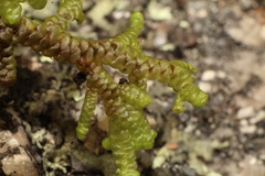 Frullania falciloba