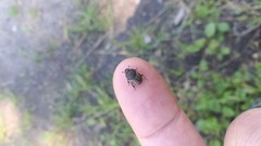 Onthophagus nuchicornis