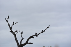 Phalacrocorax sulcirostris