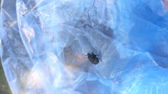 Onthophagus nuchicornis