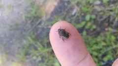 Onthophagus nuchicornis