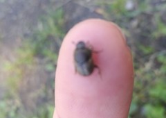 Onthophagus nuchicornis