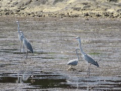Ardea cinerea