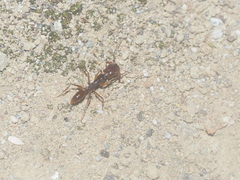 Anochetus