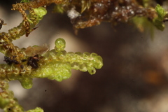 Frullania falciloba