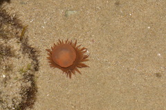 Anemonia mutabilis