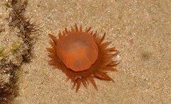 Anemonia mutabilis