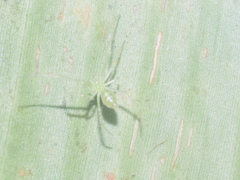 Tamanidion
