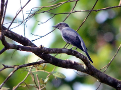 Lalage fimbriata