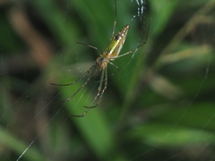 Leucauge decorata
