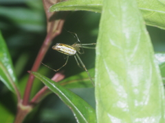 Leucauge decorata