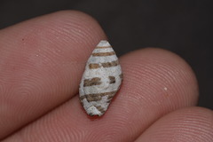 Engina zonalis