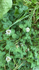 Trifolium repens