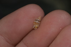 Pseudamycla dermestoidea