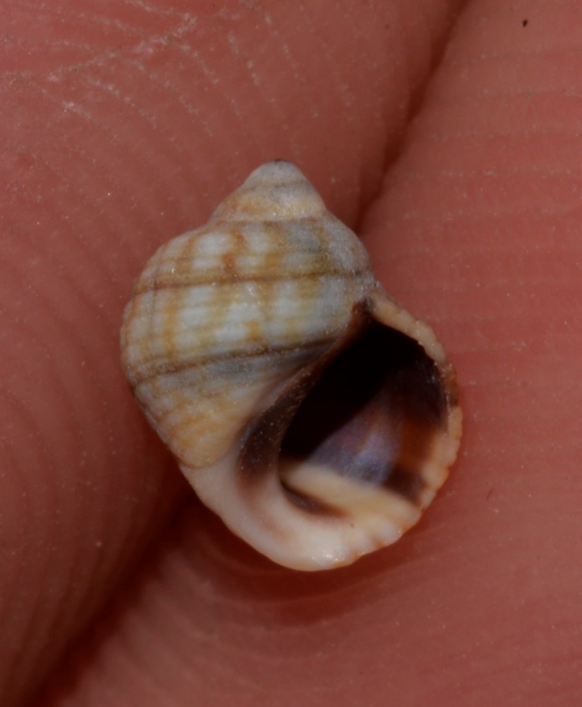 Common Granulate Periwinkle