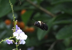 Xylocopa phalothorax