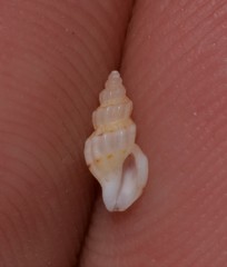 Guraleus