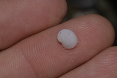 Vanikoro sigaretiformis