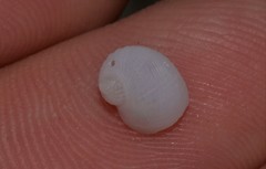 Vanikoro sigaretiformis